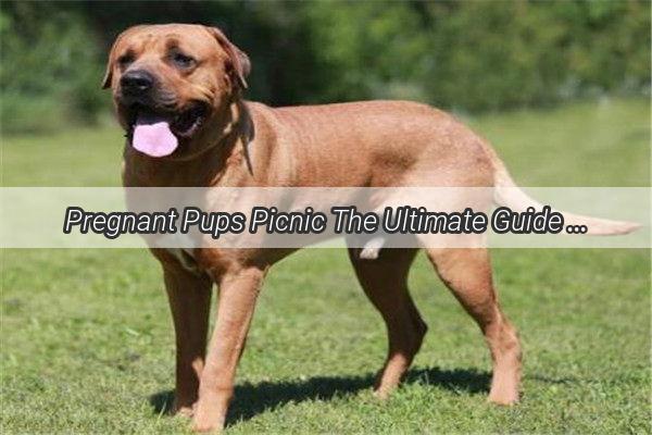 Pregnant Pups Picnic The Ultimate Guide to Nourishing Doggie Pregnancy Meals